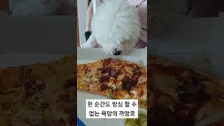 한 순간도 방심 할 수 없는 욕망의 까망코️ #강아지 #강아지영상 #강아지일상