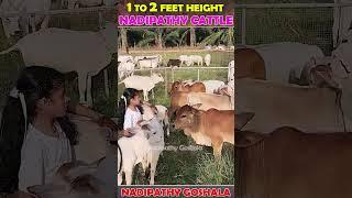 Nadipathy Cows Below 02 Feet Only  #cow #indiancattle #abudhabi #farming #yt #insta #farm