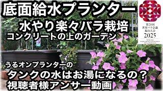 楽して育てるバラ　水やり楽々　コンクリートガーデン　うるオンプランターというで底面給水型プランターでバラを7年間育てています。真夏貯水槽の水がお湯になるのでは無いかと言うご質問にお答えしました。