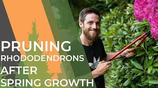 Watch This Before Pruning Your Rhododendrons | Don't Lose Flowers