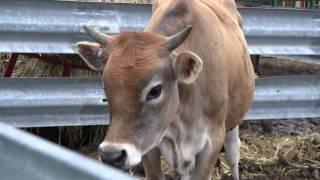 Raising Cows - The Basics (Fencing, Weight Goal, Vaccinations, and more)