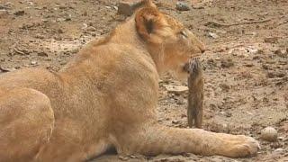 Lioncub hide a mongoose from other lioncub | Deadly Mongoose hunting by cubs | Zoological Park