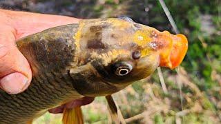 You wont believe the markings on this carps head