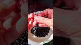 Easy Homemade Elderberry and Honey Syrup, immune support for winter
