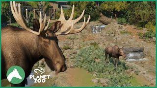 Moose Habitat | Elm Hill City Zoo | Planet Zoo