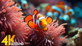 Aquarium 4K VIDEO (ULTRA HD)  Beautiful Coral Reef Fish - Relaxing Sleep Meditation Music #118