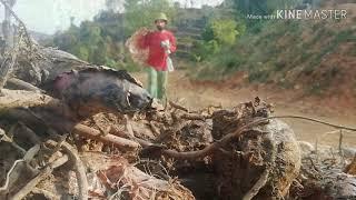 Permaculture, subsistence farming & mountain village lifestyle in rural gorkha nepal