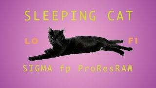 Sleeping Cat Lo Fi mix