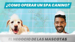 ¿Qué necesitas para montar una estética y SPA canino?