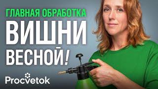 Не опоздайте с самой главной обработкой косточковых! Иначе потеряете не просто урожай, а всё дерево!