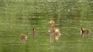 Polák velký (Aythya ferina),Tafelente,Common pochard