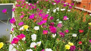 Portulaca Forest at Rooftop Garden | Grow Portulaca/Moss Rose from branches | Banani's Garden