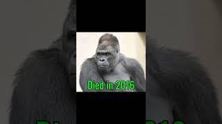 Famous Animals Memes (Then Vs Now) #memes #meme #nostalgia