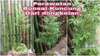 Perawatan Bonsai Kuncung Dari Dongkelan