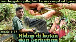 jatuh tersungkur menarik joran pancing yang penuh sambaran ikan warta petani muda hidup di hutan