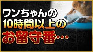 ワンちゃんの10時間以上のお留守番っていいの？