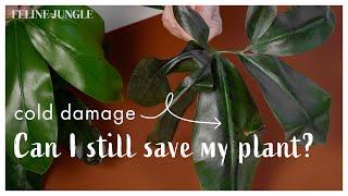 Can I Still Save My Cold Damage Plant? What To Do With Cold Damaged Indoor Plants