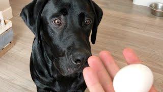 Labrador Vs. The Egg Challenge!!