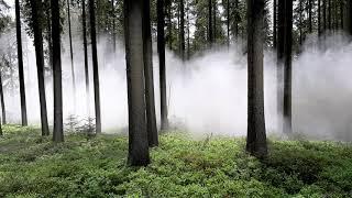 Waldkalkung: Ausbringen des Kalkes in den Wald