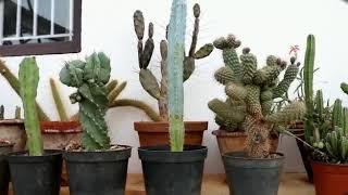 #shemasundar #cactuscollection #cactus  #cactusnurseryincoimbatore#succulents  #succulentsforsale