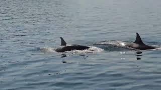 Orca at Dodd Narrows BC.