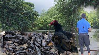 HEAVY RAIN FALL LEAVE THOUSANDS OF FISH WASH UP ON THE BEACH IN PORTLAND JAMAICA CATCHING TARPON