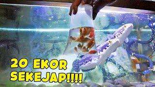 RAKUS PARRAAAH!!! Memberi Makan Ikan Toman Dengan 20 Ekor Ikan Mas