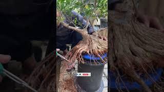 KIMENG PROGRAM AKAR #kimeng #bonsai #ficus #bringing #shorts #shortvideo #viralvideo