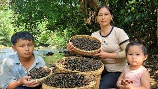 Harvesting stream snails to sell | How to build a beautiful bamboo fence