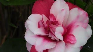 Camellias- Delightful Winter and Spring Bloomers