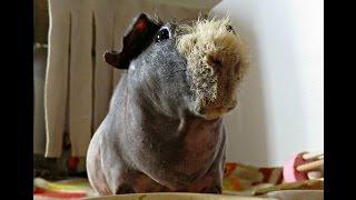 Pellets: 5% Of A Guinea Pigs Diet