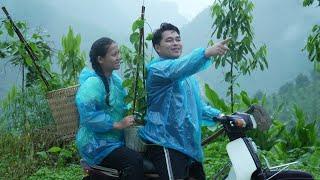 In the rain, CEO Hung and Ly Tieu Ca plant trees together | Simple love