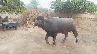 Ravi Buffalo  special kind of animal nice video