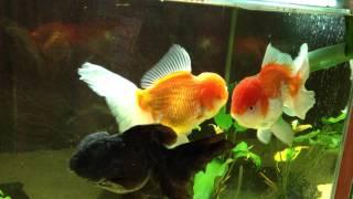 SOLD: XXL Thai Oranda and XL Thai Black Oranda (Goldfish)