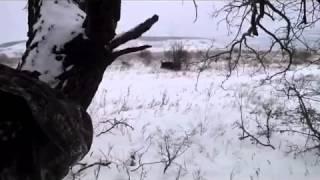 Загонная охота на кабана