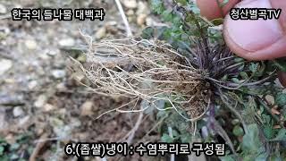 #영상하나로 쉽게 배우는 들나물 백과 上(69종 상세해설) 20220403 (Korean wild vegetables)