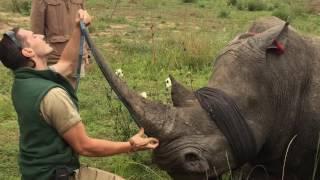 Saving Rhinos, one horn at a time