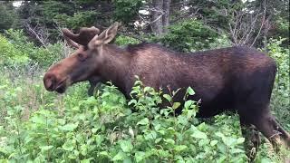 Moose eating lunch! Лось обедает! #wildlife #animals #nature #alaska #fun #elk #hunting #anchorage