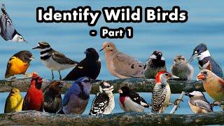 Common Birds And Their Names Found In Canada - Identify Your Backyard Birds - Part 1