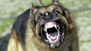 Large Dog Barking SFX Aggressive Loud Dogs 1 Hour High Quality Sound Effects of Canine Barks