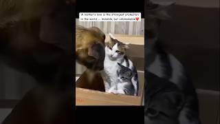Don’t mess with mommy  #positivevibes #wisewords #love #cat