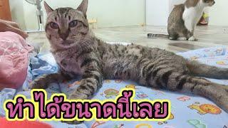 ทำได้ขนาดนี้เลยหรือ!!!#ปังปอนลูกแม่เกียง #แม่เกียงเลี้ยงแมวจร