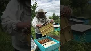 Мед в сотах в деревянных МИНИрамках