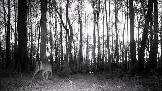 Scary howls in the swamp at night. Florida Trail Camera Adventures