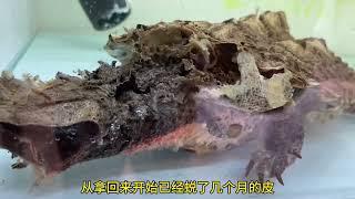 玛塔是被我传染了脚气嘛，人家养宠物每天捡屎活该我每天捡皮啊。#宠物 #生活 #记录真实生活 #龟