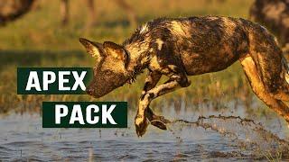 Masters of the Savannah: Africa's Wild Dog Hunter Packs | Apex Predator Documentary