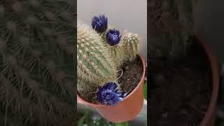 Blue Cactus or not?