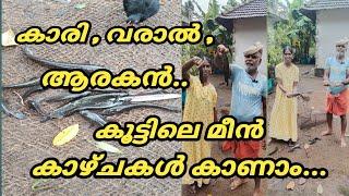 കാരി , വരാൽ , ആരകൻ..കൂട്ടിലെ മീൻ കാഴ്ചകൾ കാണാം... @ldandrdmedia604