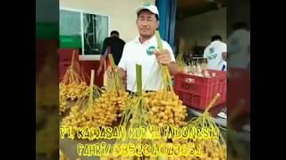 Jual kebun kurma Indonesia/ fahri 085264048654