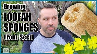 How to Grow Luffa / Loofah Sponges From Seed!